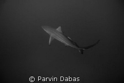 white tip by Parvin Dabas 
